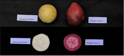 Construction of a genetic linkage map and QTL mapping of fruit quality traits in guava (Psidium guajava L.)